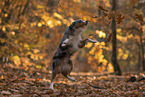 Miniature American Shepherd im Herbstlaub