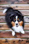 erwachsener Miniature American Shepherd