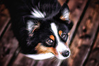 Miniature American Shepherd