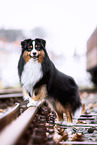 erwachsener Miniature American Shepherd