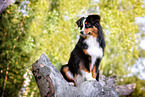 erwachsener Miniature American Shepherd