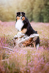 erwachsener Miniature American Shepherd