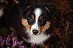 Miniature American Shepherd Welpe