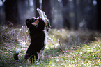 Miniature American Shepherd Welpe