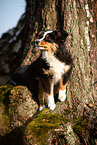 junger Miniature American Shepherd