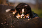 erwachsener Miniature American Shepherd