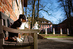 junger Miniature American Shepherd