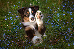 erwachsener Miniature American Shepherd