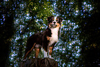 erwachsener Miniature American Shepherd