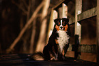 erwachsener Miniature American Shepherd