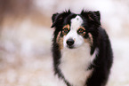 erwachsener Miniature American Shepherd