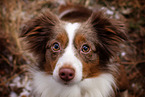 Miniature American Shepherd