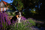 erwachsener Miniature American Shepherd