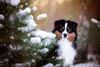 erwachsener Miniature American Shepherd