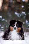 erwachsener Miniature American Shepherd