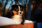 erwachsener Miniature American Shepherd