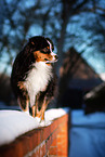 erwachsener Miniature American Shepherd