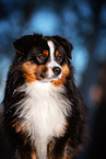 erwachsener Miniature American Shepherd