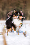 erwachsener Miniature American Shepherd