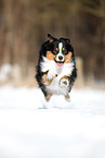 erwachsener Miniature American Shepherd