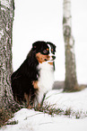 erwachsener Miniature American Shepherd