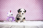 Miniature American Shepherd Welpe