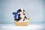 Miniature American Shepherd Welpe
