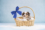 Miniature American Shepherd Welpe