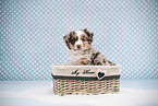 Miniature American Shepherd Welpe