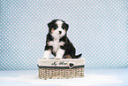 Miniature American Shepherd Welpe