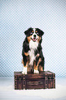 Miniature American Shepherd im Studio