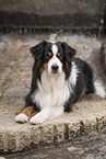 Miniature American Shepherd Rde