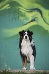 Miniature American Shepherd Rde