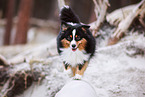 Miniature American Shepherd Rde