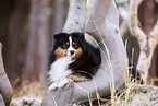 Miniature American Shepherd Rde