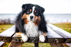 Miniature American Shepherd Rde