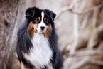 Miniature American Shepherd Rde