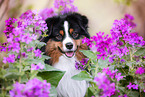 Miniature American Shepherd Rde