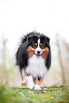 Miniature American Shepherd Rde