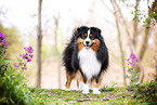 Miniature American Shepherd Rde