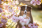 Miniature American Shepherd Rde