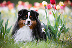 Miniature American Shepherd Rde