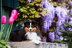 Miniature American Shepherd Rde