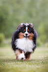 Miniature American Shepherd Rde