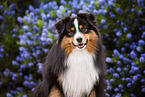 Miniature American Shepherd Rde