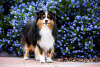 Miniature American Shepherd Rde