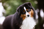 Miniature American Shepherd Rde