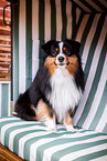 Miniature American Shepherd Rde