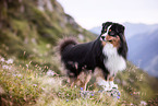 Miniature American Shepherd Rde