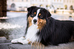 Miniature American Shepherd Rde